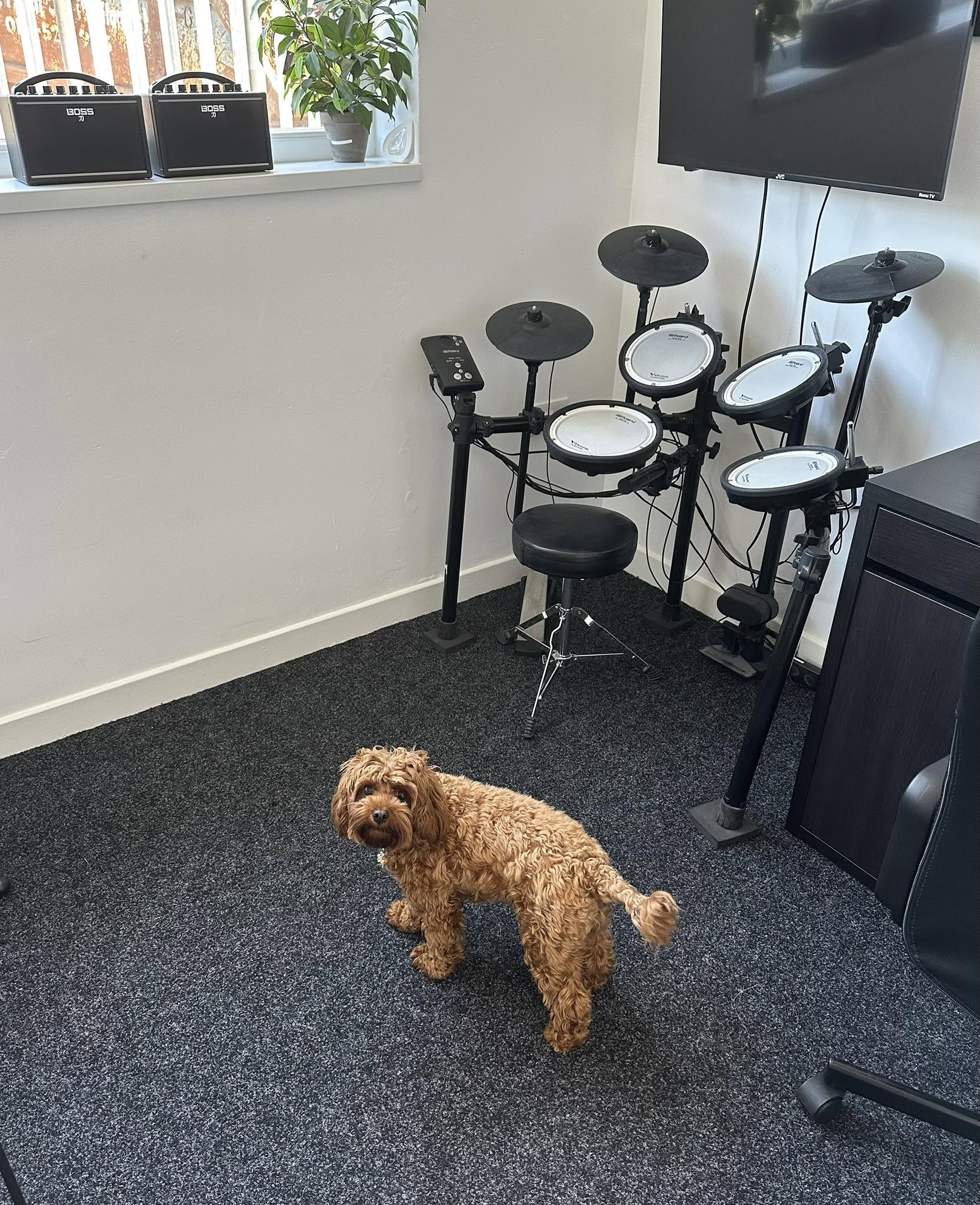 Lola the dog beside the electronic drum kit in a teaching room